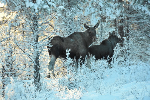 moose in the forest winter landscape swedish lapland photo