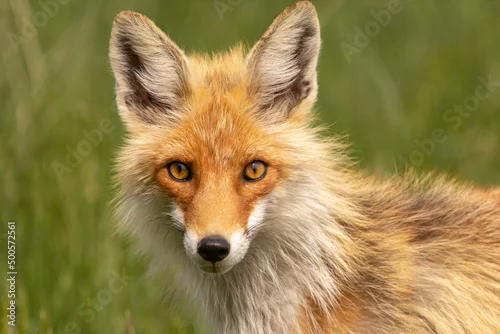 Obraz Lis rudy łac. Vulpes vulpes portret. Fotografia z Biebrzańskiego Parku Narodowego.