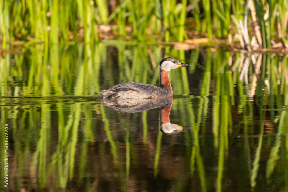 Perkoz rdzawoszyi łac. Podiceps grisegena pływający po spokojnej gładkiej wodzie z lustrzanym odbiciem. Fotografia Stawy Milickie, Milicz, Polska.