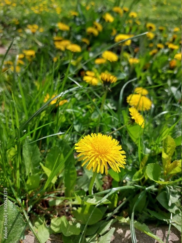 Wallpaper Mural Dandelion in green grass. Spring time. Sunny day. Torontodigital.ca