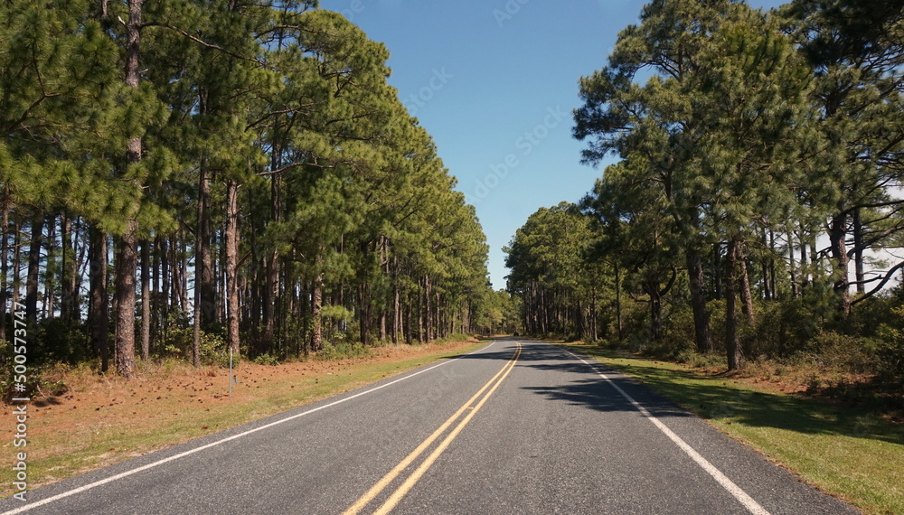 Road Lined with Tall Southern Pines on Sunny Day
