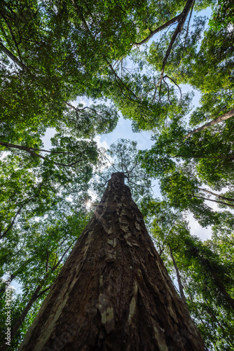 Forest, lush foliage, tall trees. Tree with green leaves and sun light. Bottom view background. Tree below.