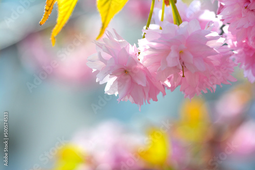 Piękne różowe kwiatuszki na kolorowym naturalnym tle.  