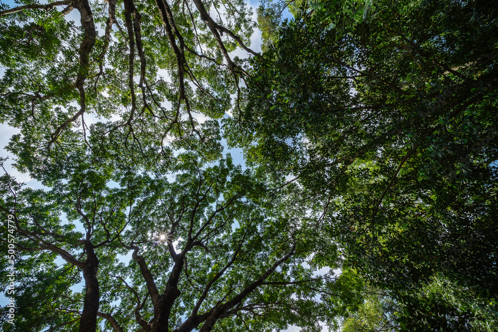 Forest, lush foliage, tall trees. Tree with green leaves and sun light. Bottom view background. Tree below. Forest, lush foliage, tall trees. Tree with green leaves and sun light. Bottom view background. Tree below.
