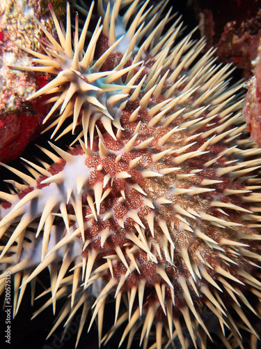 Crown of Thorns