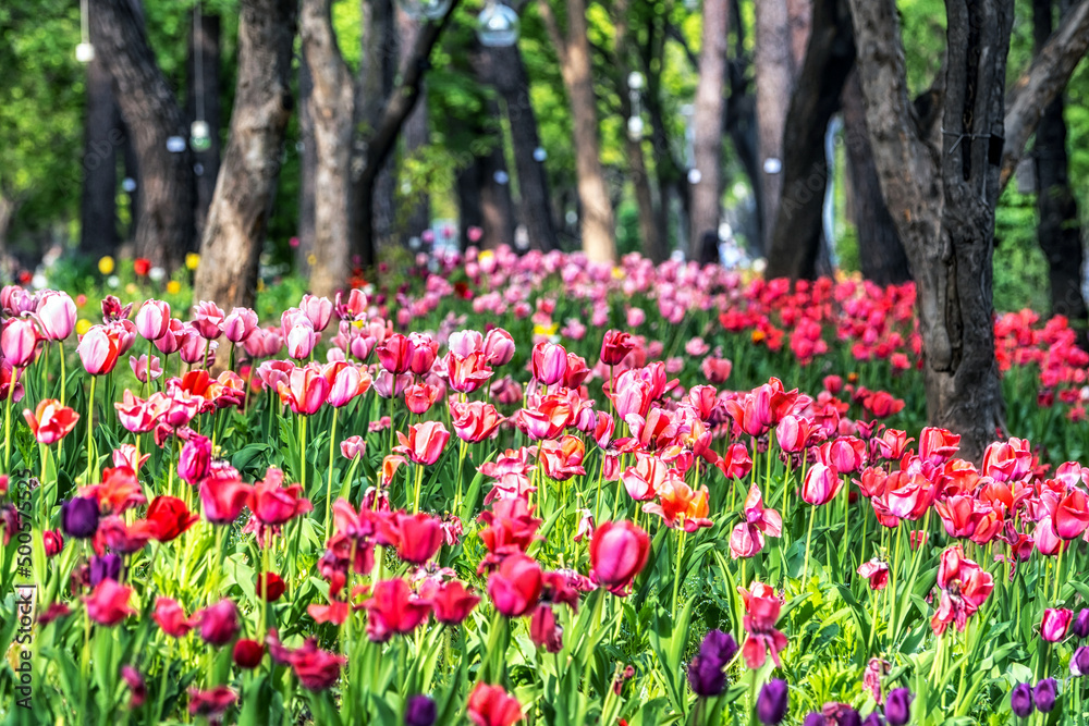 seoul forest tulip flowers