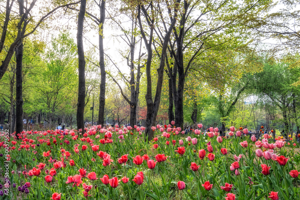 seoul forest tulip flowers