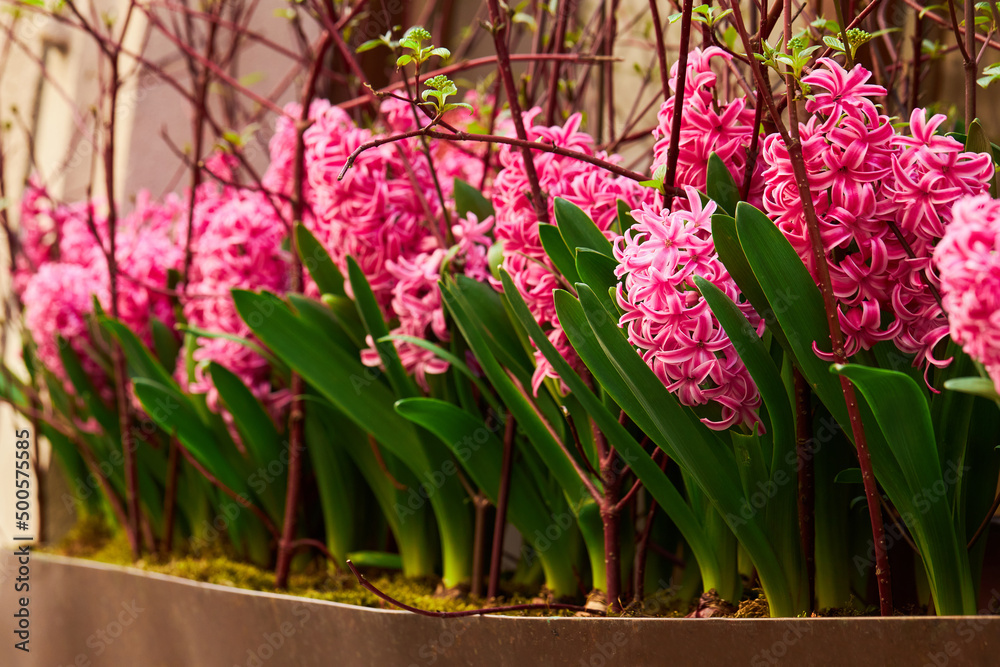 Obraz premium Plenty of beautiful pink hyacinth flowers growing in the pot. Potted decorative plants