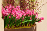 Plenty of beautiful pink hyacinth flowers growing in the pot. Potted decorative plants