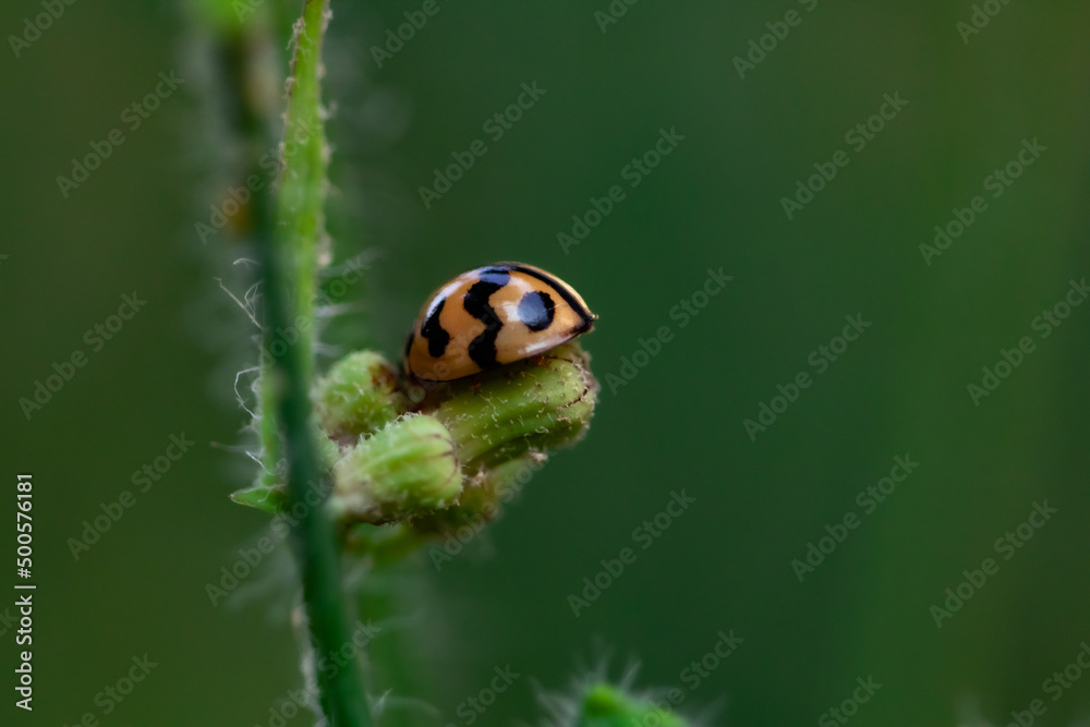Fototapeta premium ladybug on green leaf background
