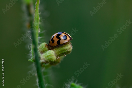 ladybug on green leaf background