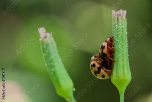 ladybug on green leaf background