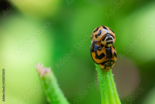 ladybug on green leaf background