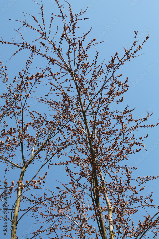Flowering Acer saccharinum or Silver maple tree against blue sky Flowering Acer saccharinum or Silver maple tree against blue sky