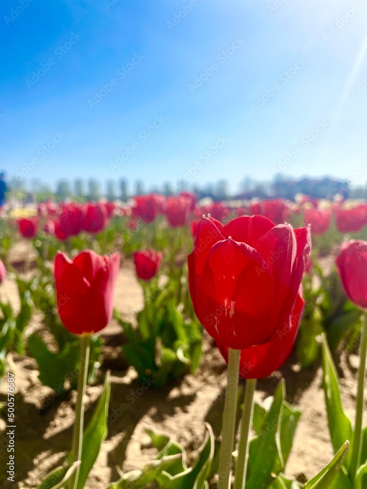 Obraz premium red tulip field