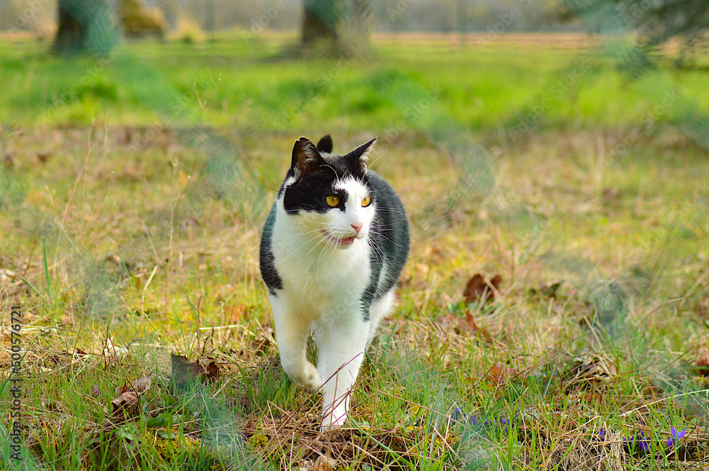 chat qui marche chat qui marche