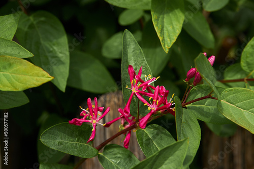 Pink lonicera flower (Honysuckle, Lonicera serotina)  blooming in the garden.  photo