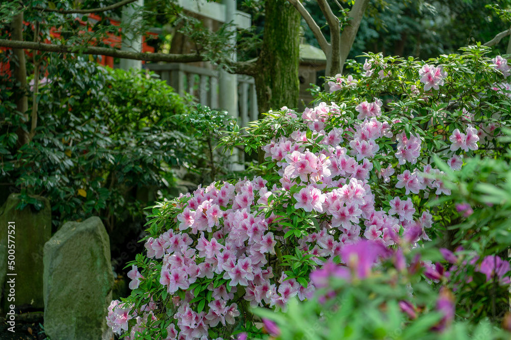 東京都文京区根津に咲く満開のツヅジ