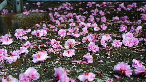 八重桜 花びら