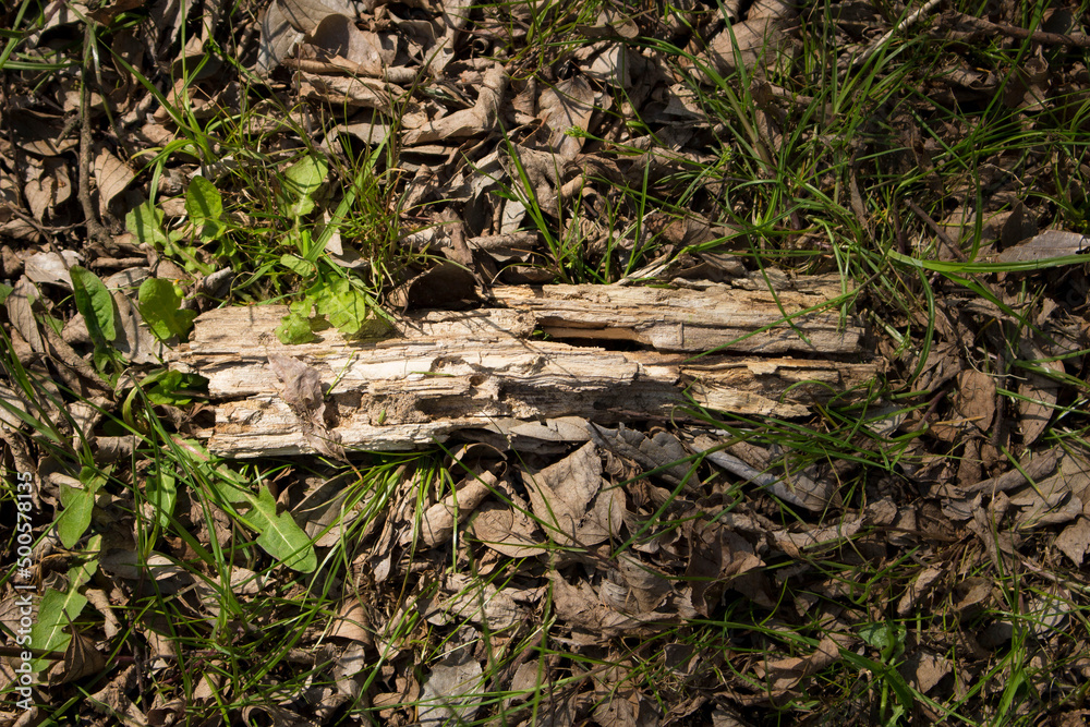 Obraz premium stump in the forest