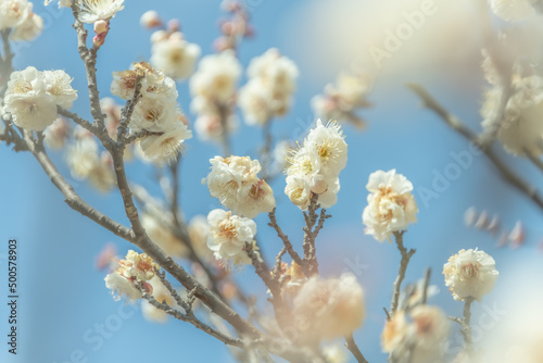 梅の花 © 雄 古木