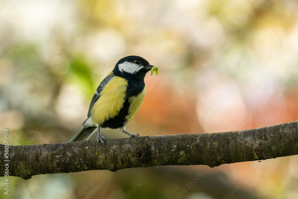 Fototapeta premium Kohlmeise mit Futter