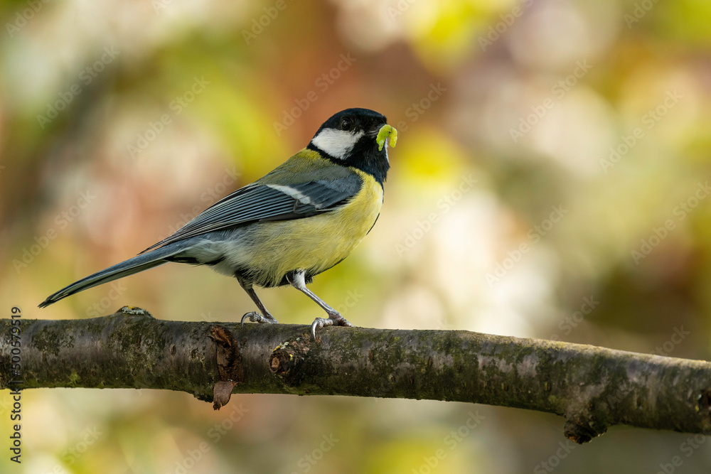 Obraz premium Kohlmeise mit Futter