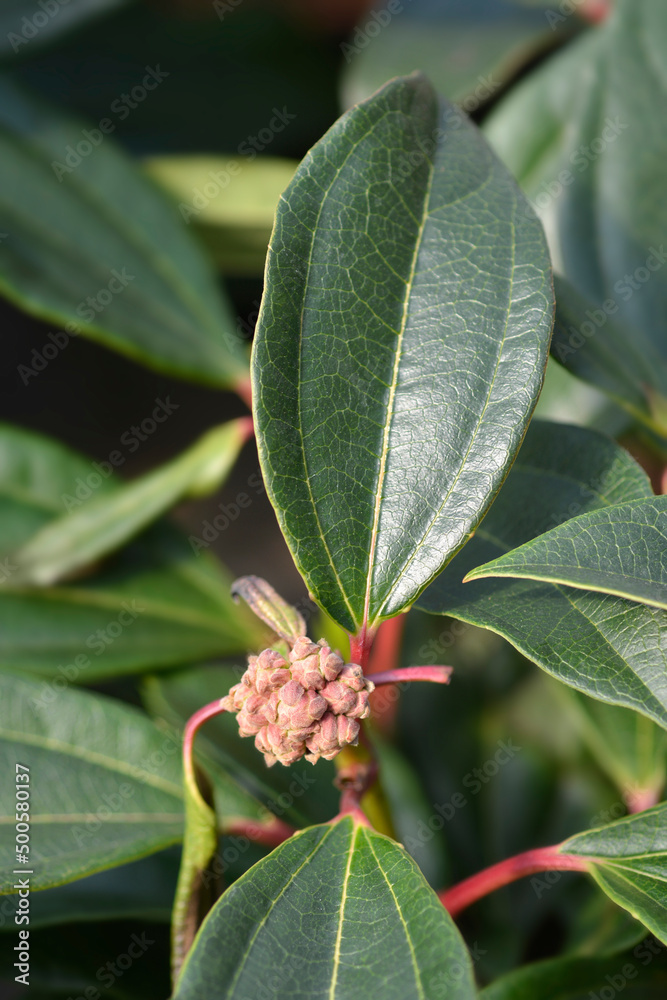 Fototapeta premium Davids viburnum