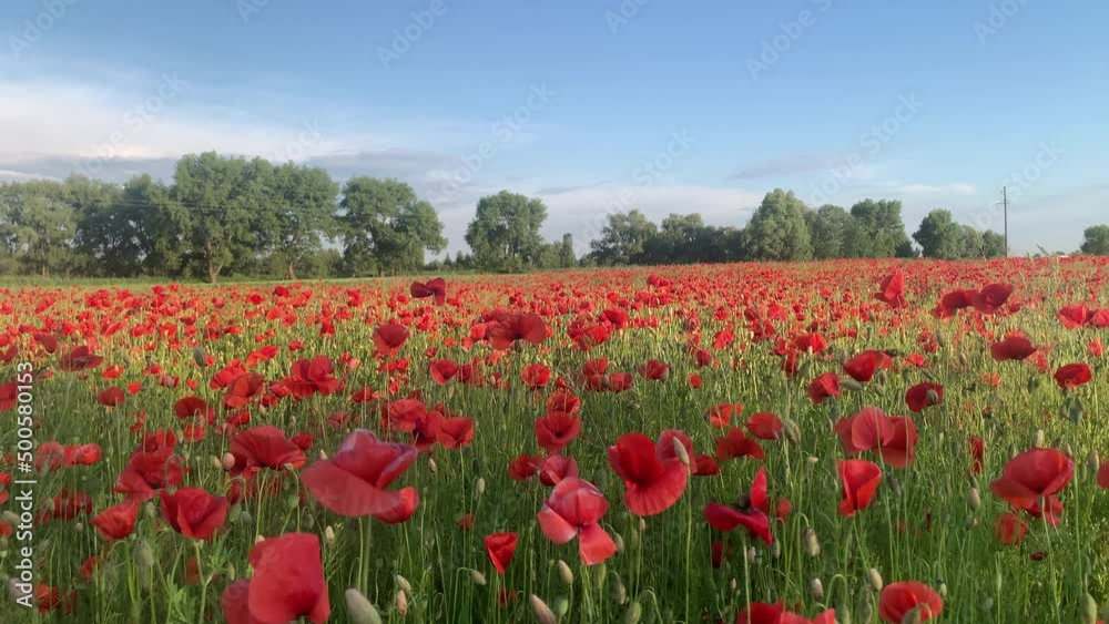 Poppy, Field of wild poppies on the blue sky horizon. Poppy flower background. Poppy harvest Poppy, Field of wild poppies on the blue sky horizon. Poppy flower background. Poppy harvest