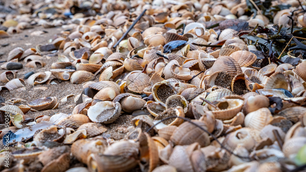 Close up of colourful old shells on a beach of various shapes and sizes