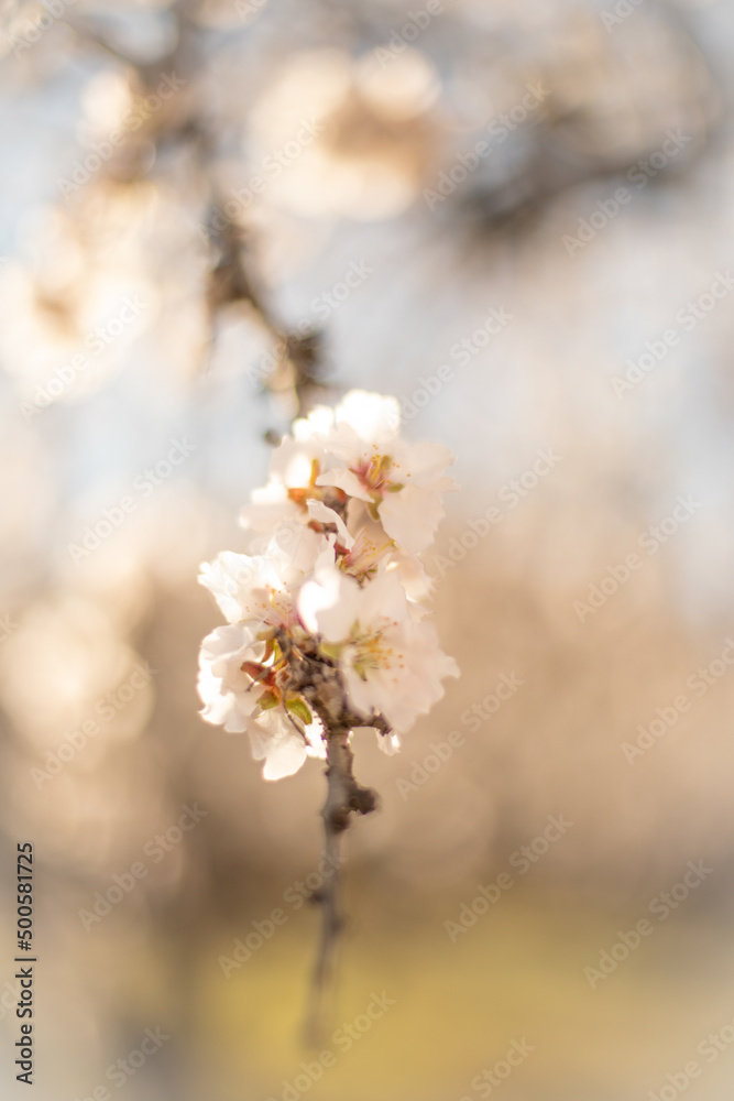 almond flower close-up. Taken on a sunny spring day. almond flower close-up. Taken on a sunny spring day.