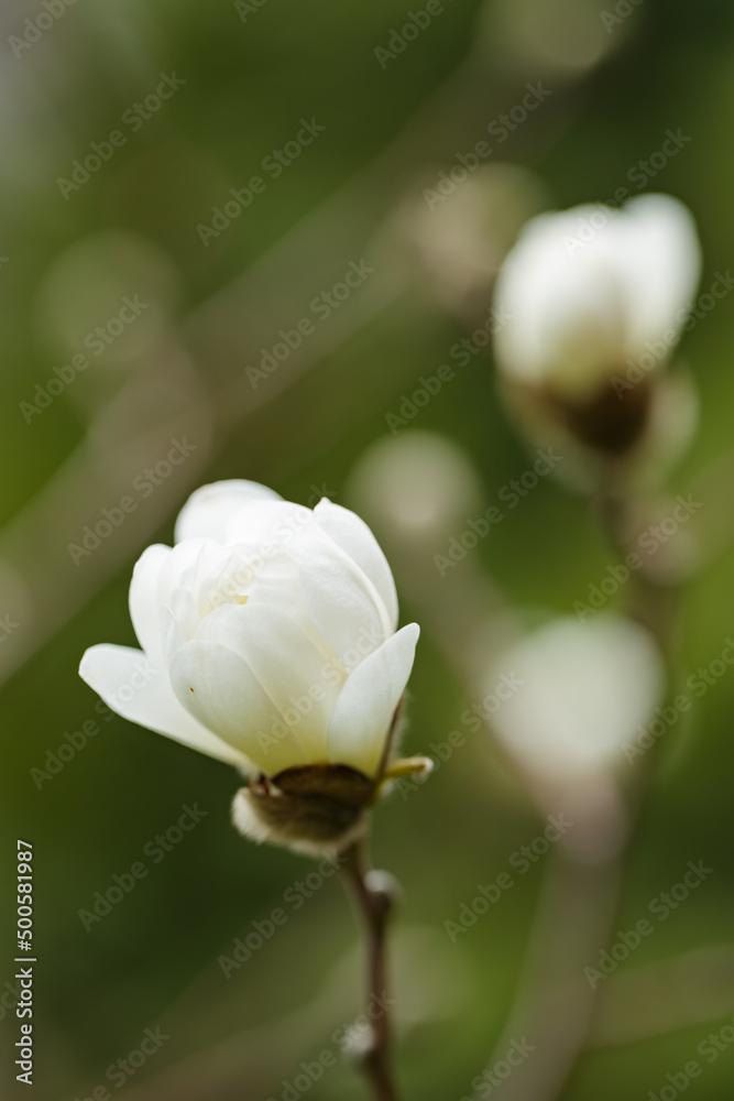 Obraz premium Magnolia flower on a branch. Blooming magnolia on a blurred background. Close-up