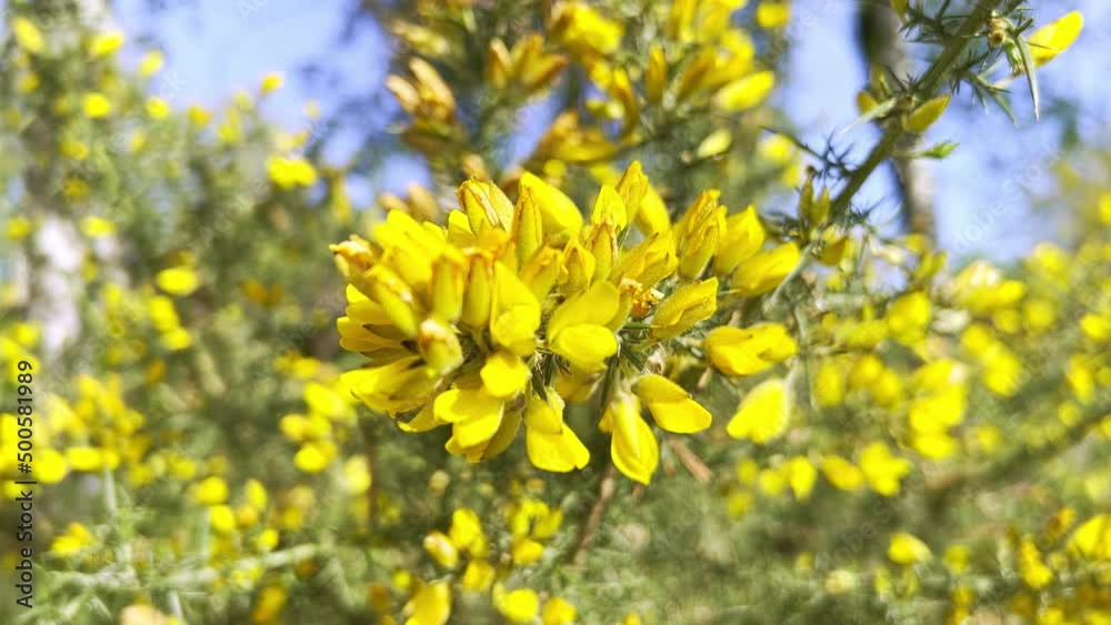 Yellow flowers and broom Yellow flowers and broom