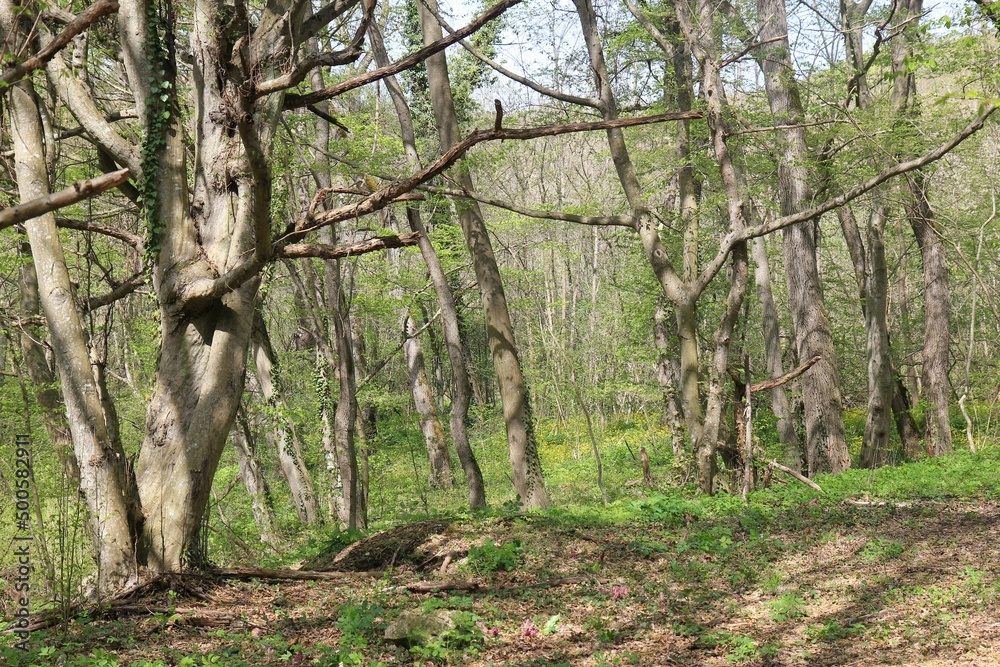 Naklejka premium Beech forest in spring in Bulgaria