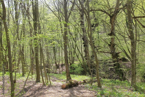 Beech forest in spring in Bulgaria