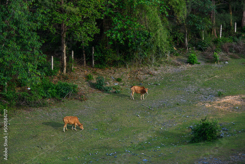 Thai cows in field