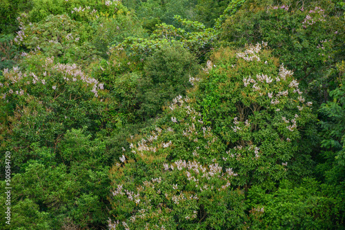 Lush green forest or woodland background