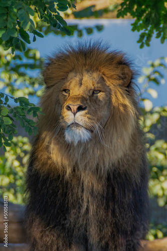 Fototapeta Naklejka Na Ścianę i Meble -  A massive lion standing confidently next to a sturdy tree in the savanna.