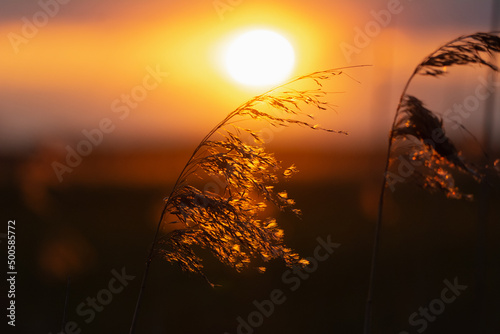 Zachód słońca z trzciną w Biebrzańskim Parku Narodowym. Polska