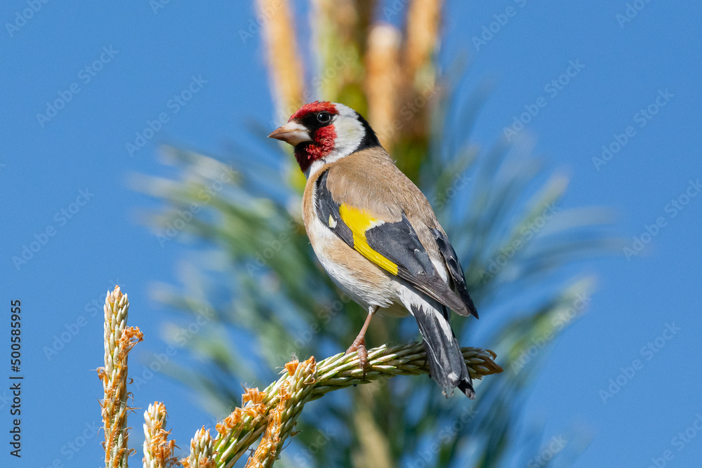 Fototapeta Szczygieł łąc. Carduelis carduelis siedzący na iglaku z sosną i niebem w tle. Fotografia z Biebrzański Park Narodowy, Polska