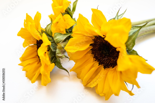 Large yellow sunflower heads and petals with stems on the white background