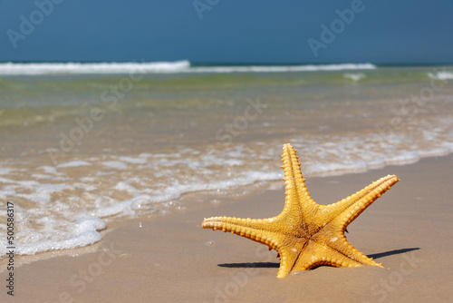 Starfish on the sand beach with horizon of the sea
