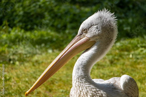 The portrait of The Dalmatian pelican (Pelecanus crispus).