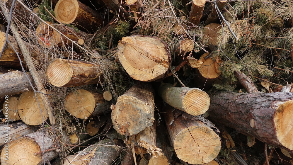 Fallen trees stacked for firewood sawing shredding nature forest