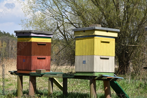 ul pszczoły pasieka natura wiosna
