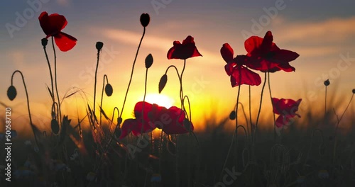 Meadow with wildflowers poppy plants against sunset sky