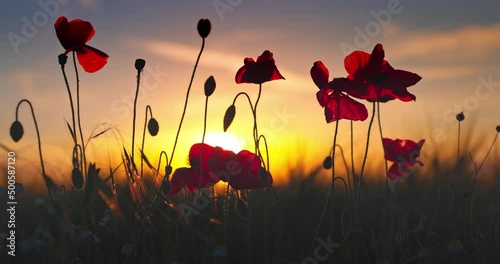 Meadow with wildflowers poppy plants against sunset sky photo