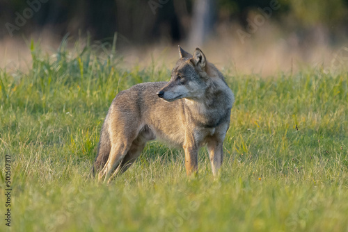Wilk szary   ac. Canis Lupus spogl  da za siebie na tle zielonej     ki. Fotografia okolice Gostynina Polska.