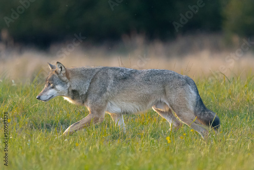 Wilk szary łac. Canis lupus idący po zielonej łące. Fotografia z okolic Gostynina Polska. photo
