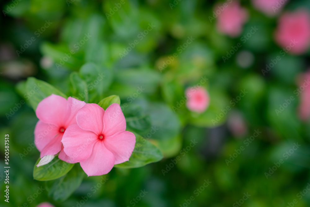 Obraz premium pink hibiscus flower